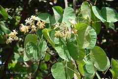 Bauhinia vahlii